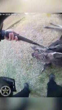 Deputy cuts moose loose from wire