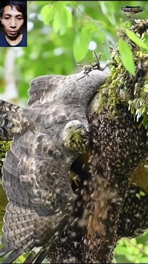 Eagle vs Wasp – Who Really Wins? #eagle #wasp #animalbattle