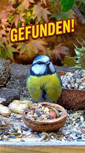 Schatz am Futterplatz? 🌰🐦 #shorts #birds
