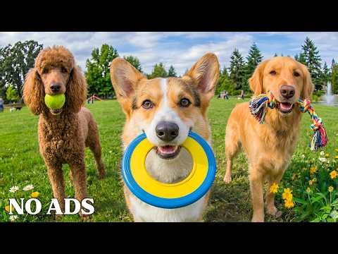 12 HOURS of Dog TV for Dogs to Watch 🐶 Calm Entertainment for Indoor Dogs 🎵 Dog TV