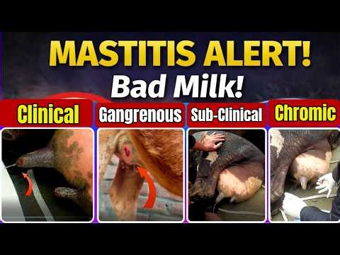 Mastitis in Cow Full Guide | Types, Diagnosis & Treatment | Dairy Management Tips