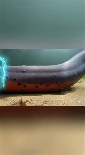 The python asked for trouble and got tangled in its own coils #python #wildlife #nature