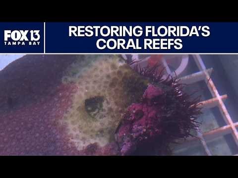 Disease-resistant coral could help Florida reefs