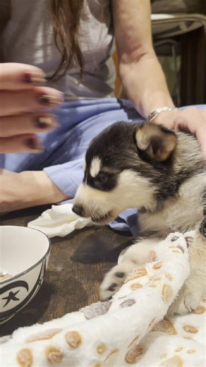 Do not ever compensate the homeless junkies torturing these dogs. They will only breed and abuse more dogs to get more money from you.