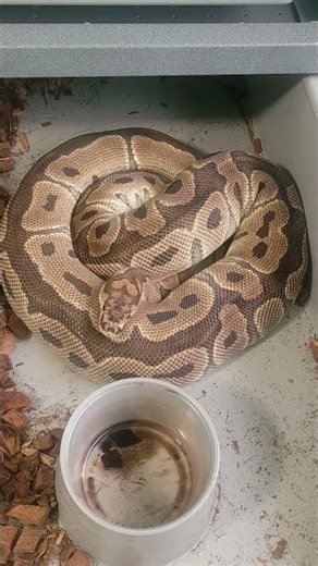 big ball pythons. #snake #reptiles #ballpython #python #animals