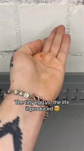 Tiny insect egg that produced a surprising life — explained