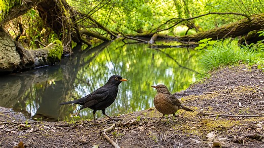 Camera trap captures two blackbirds meeting beside a forest creek