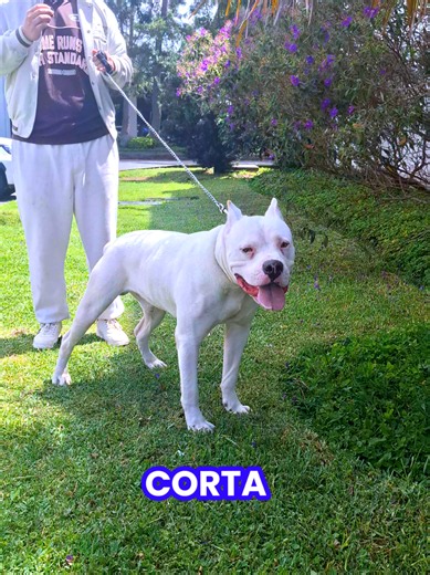 Dogo Guatemalteco vs Dogo Argentino: diferencias claves