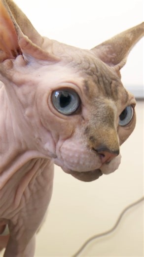 Unspayed cat's love turns into aggression 😬 | Bondi Vet