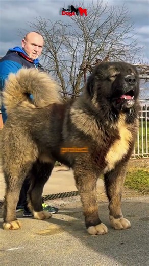 These 3 Dogs Would Actually Destroy a Wolf Pack