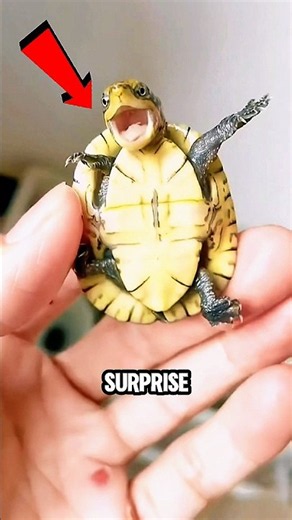 If You Ever Wondered If Turtles Can Leave Their Shells… 🐢😱