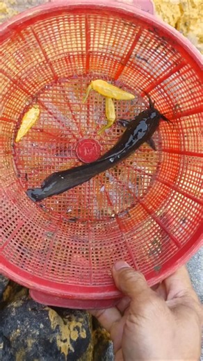 catching giant catfish- SNAKEHEAD FISH #shorts #fish #channa #viralvideo
