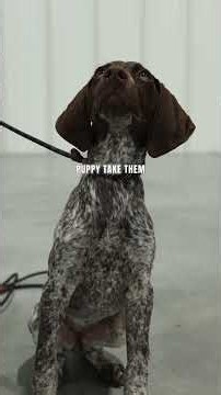 Puppy Won't Stop Crying in the Crate? Try This