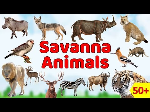 बच्चों के लिए Savanna Animals #Spelling #Picture #vocabulary #animals #explore #animalslover