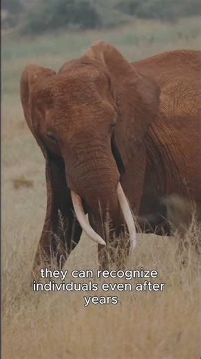 “Elephants #facts #jimcorbettwildlifeandnatureview #wildlife #viral #animals #foryou
