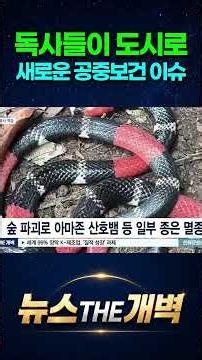 우리 집 마당에서 치명적인 코브라가?! 기후 위기 때문에 전 세계 치명적인 '독사'들이 도시로 돌진하는 충격적 이유! #shorts #뉴스더개벽
