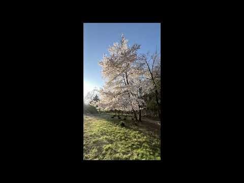 Washington DC 🇺🇸 | The Heart of American History