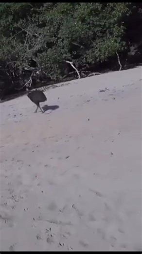 🚨CASSOWARY‼️ Often called the world’s most dangerous bird, the cassowary is a powerful, flightless giant of the rainforest. With razor-sharp claws, incredible speed, and a fierce kick, it commands respect but attacks on humans are rare and usually occur when the bird feels threatened!!! #fypシ゚viralシfypシ゚ #wildlife #cassowary #naturelovers | Uche Nna