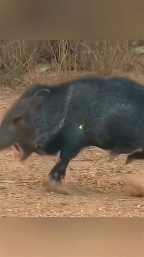 Arrow➡ Hunting Boar🐗 Perfect Shot 🎯 Wild Boar 2026#challenge#chase#wildboar#hunting 🎯