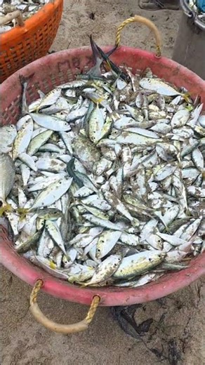 This is the last Rodan...