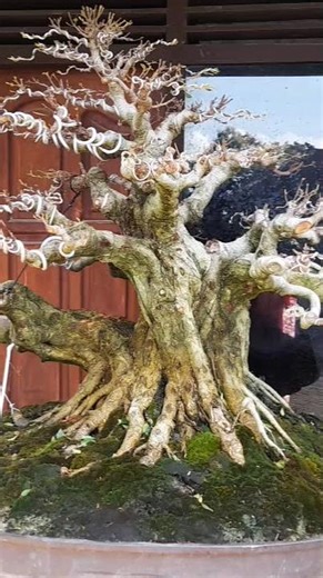 bonsai ficus microcarpa