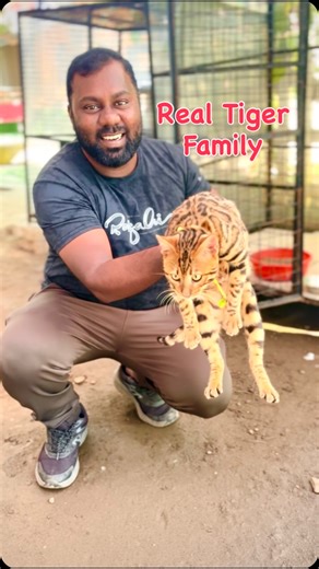 Mano Vikram on Instagram: "Tiger Family Bengal Cat #solotravel #exploretheworld #adventureawaits #hiddengems #traveldiaries"