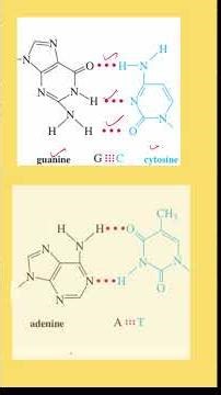 “NCERT Highlight: DNA Hydrogen Bonding Question for JEE/NEET” #jee ​