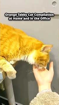 Cats With Attitude Orange Tabby Cat Compilation at Home and in the