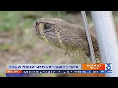 California officials see significant increase in rattlesnake bites this year