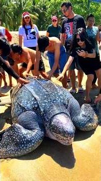 ENORMOUS Sea Turtle Rescued From Swamp 🙏❤️