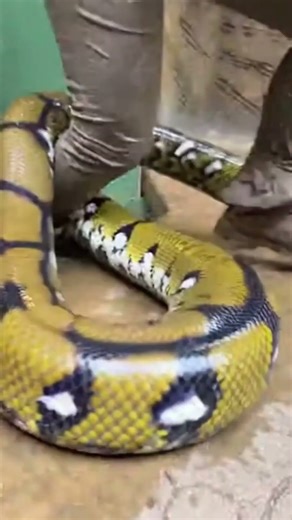 Female Zoo Worker Slips and Gets Wrapped by a Giant Python