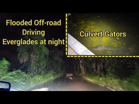 Offroad, Heavy Rain, Searching For Alligators. Everglades 