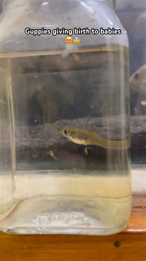 ♥️#arowana #aquarium #fishkeeping #aquascape #viral #fishshorts #trending #shorts #breeding #fyp #og