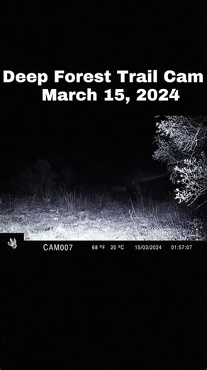 Prehistoric remnant or AI? 🦖 | Early 2024 Deep Forest Footage