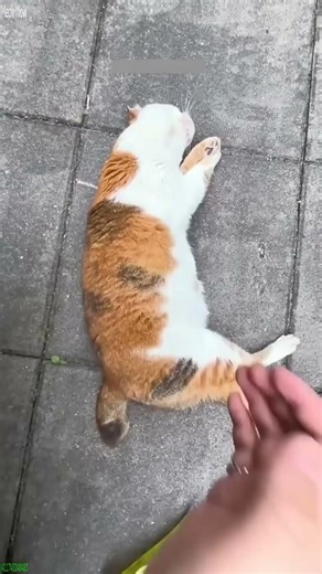 Alien Cat has the weirdest reaction - Funny Trend 🐾 Meow!