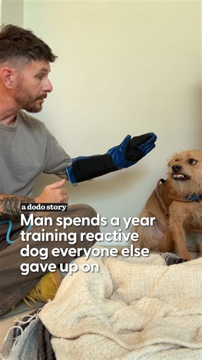 He was the only person willing to give Baxter all the time he needed 🥹 Baxter came from a hoarding case so terrified of people that no one could even put a leash on him. Justin from @Moderndogco was the one person who refused to give up, spending a full year slowly earning his trust. Dodo editor @tarang_thedodo shares how that patience finally paid off. Hosted by Tarang Produced by Evan