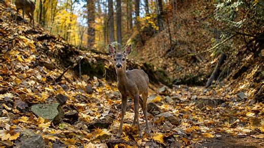 Camera trap reveals alert young deer deep in the wilderness