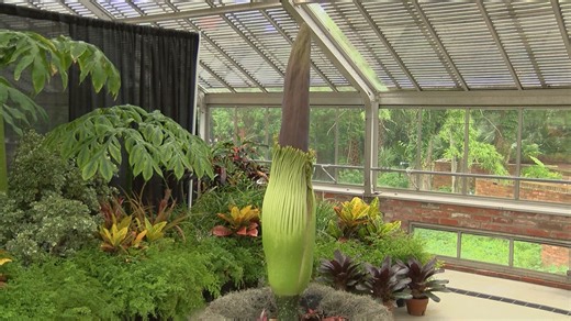 Corpse flower 'diva' set to bloom soon in Orange, Texas