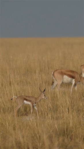 Springboks at Etosha National Park in Namibia. #namibia #etosha #springbok #safari #travel #wildlife #traveller #visitnamibia #africansafari #explore #wildlifephotography #madbookings | Nwrnamibia