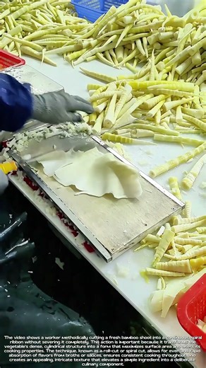 Slicing the Spiral: The Geometry Behind a Bamboo Shoot's Texture