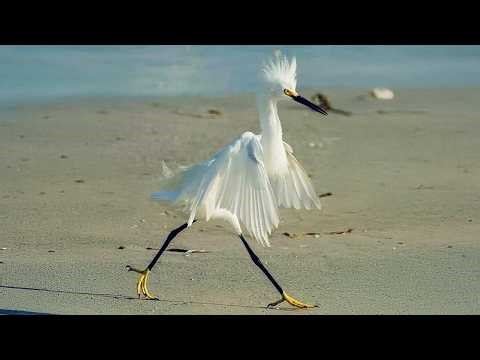 The World's Funniest Birds That Will Have You Rolling with Laughter