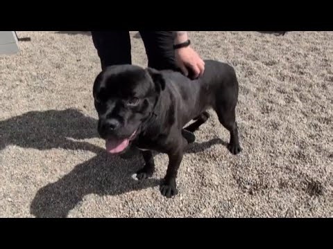 Detroit animal shelter at capacity, urgently needs dog food, fosters after severe storms