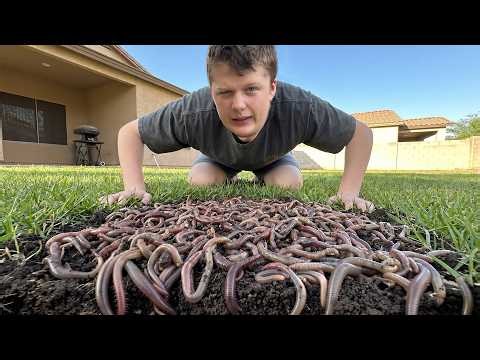 Our House is Infested With Worms.