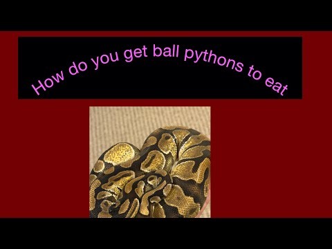 How do you get your ball pythons to eat