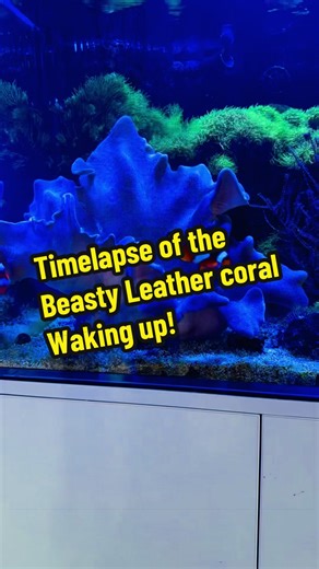 Its amazing watching this giant toadstool leather waking up, the polyps appearing out of nowhere. #timelapse #aquarium #coral #fyp #vira