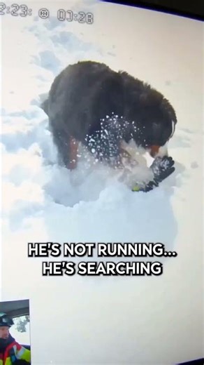 Bernese Mountain Dog saves a life in seconds! 🐕❄️ #Shorts #BerneseMountainDog #SearchAndRescue