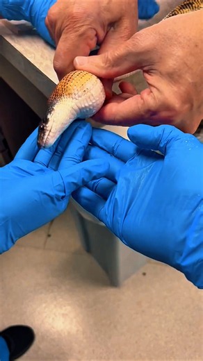 They Found Something Strange Inside A Cobra! 😱🐍 #shorts