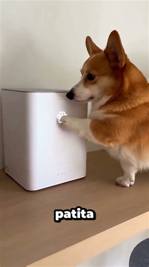 dog lives like a king 🤯