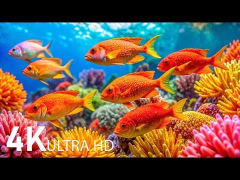 AQUARIUM 4K (ULTRA HD) - Beautiful Fish Swimming & Colorful Sea Life Video 🐠 Deep Sleep Music
