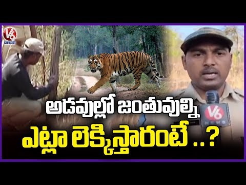 Nallamala Forest Tiger and Wildlife Census Completed Successfully in 6 Days | V6 News